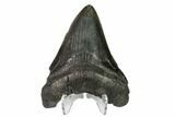 Fossil Megalodon Tooth - South Carolina #149408-2